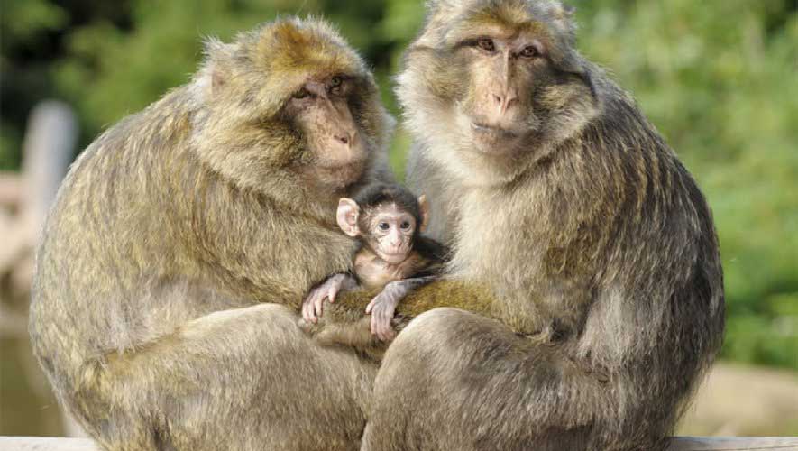 La_Foret_des_Singes